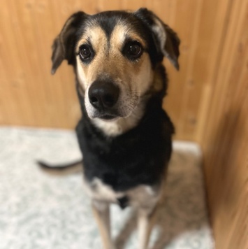 Собаки в добрые руки - Шнурик - 3