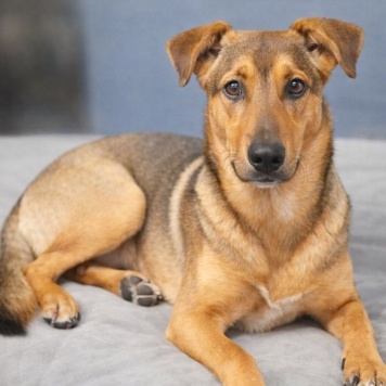 Собаки в добрые руки - Ричи - 1