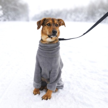 Собаки в добрые руки - Ричи - 2