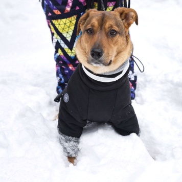 Собаки в добрые руки - Ричи - 3