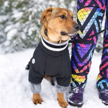 Собаки в добрые руки - Ричи - 4