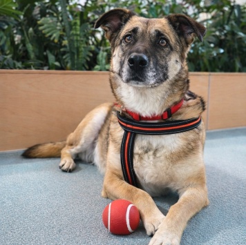 Собаки в добрые руки - Банди - 2