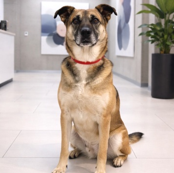 Собаки в добрые руки - Банди - 4