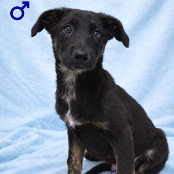 Собаки в добрые руки - Элвис