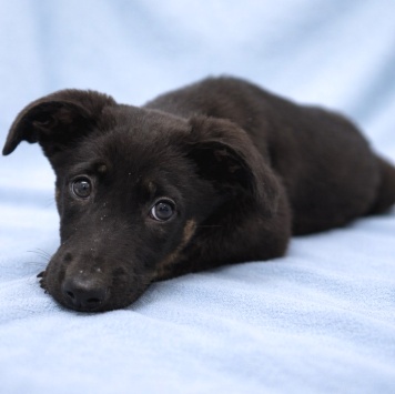 Собаки в добрые руки - Элвис - 1