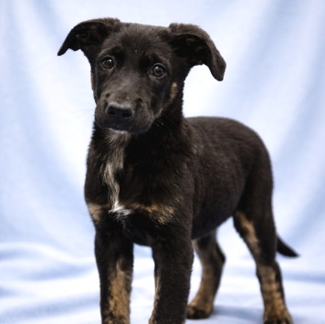 Собаки в добрые руки - Элвис - 2