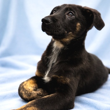 Собаки в добрые руки - Элвис - 4