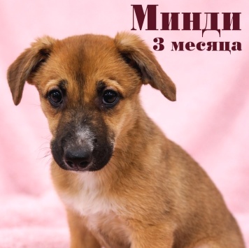 Минди - Собаки в добрые руки