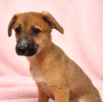 Собаки в добрые руки - Минди - 1