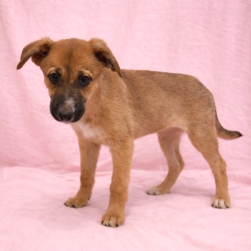 Собаки в добрые руки - Минди - 2