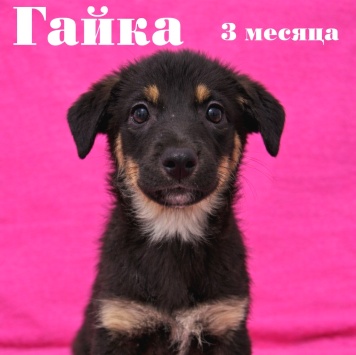 Собаки в добрые руки - Гайка
