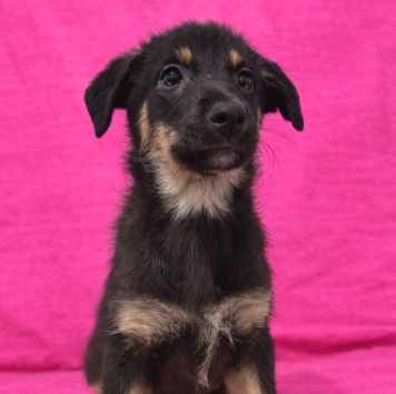 Собаки в добрые руки - Гайка - 1