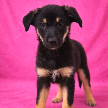 Собаки в добрые руки - Гайка - 2