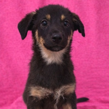 Собаки в добрые руки - Гайка - 3