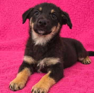 Собаки в добрые руки - Гайка - 4