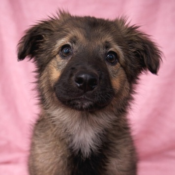 Собаки в добрые руки - Шери - 1