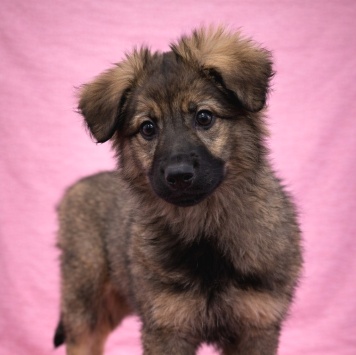 Собаки в добрые руки - Шери - 2