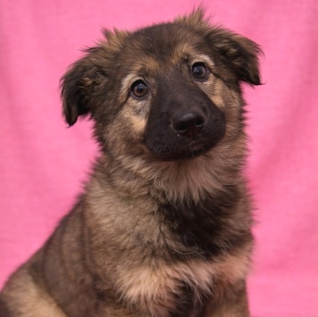 Собаки в добрые руки - Шери - 3