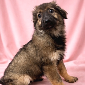 Собаки в добрые руки - Шери - 4