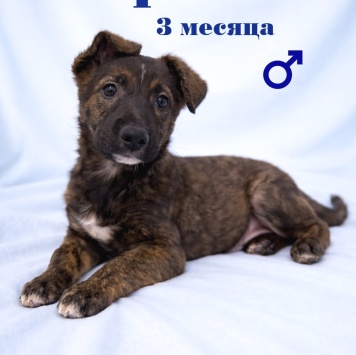 Тиграш - Собаки в добрые руки