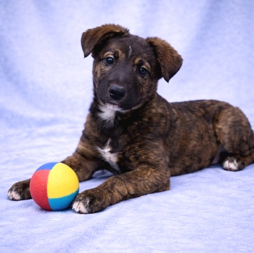 Собаки в добрые руки - Тиграш - 1