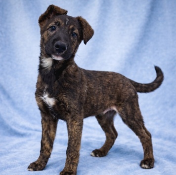 Собаки в добрые руки - Тиграш - 2