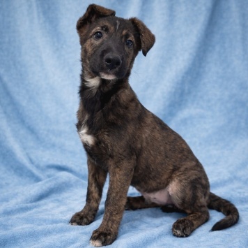 Собаки в добрые руки - Тиграш - 3