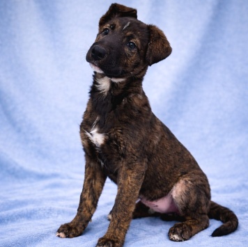 Собаки в добрые руки - Тиграш - 4