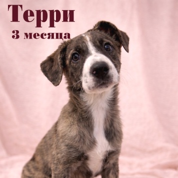 Собаки в добрые руки - Терри