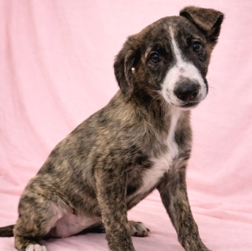 Собаки в добрые руки - Терри - 1