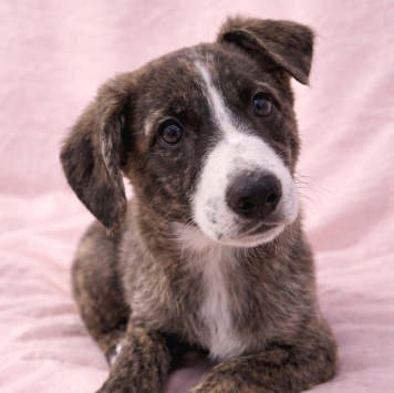 Собаки в добрые руки - Терри - 2