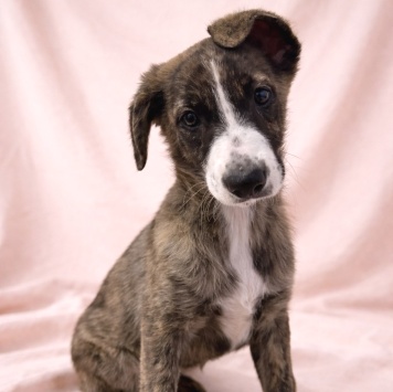 Собаки в добрые руки - Терри - 4