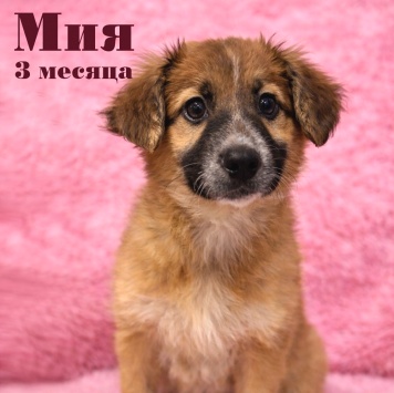 Собаки в добрые руки - Мия