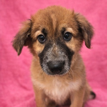 Собаки в добрые руки - Мия - 1