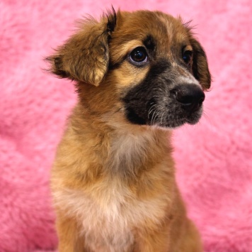 Собаки в добрые руки - Мия - 4