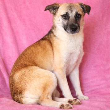 Собаки в добрые руки - Габи