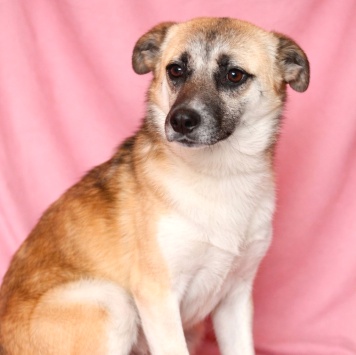 Собаки в добрые руки - Габи - 1