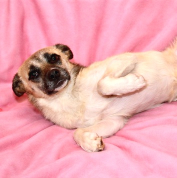 Собаки в добрые руки - Габи - 2