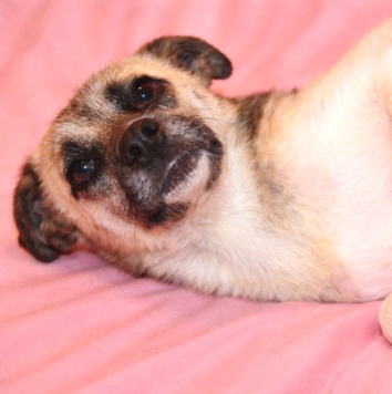 Собаки в добрые руки - Габи - 3