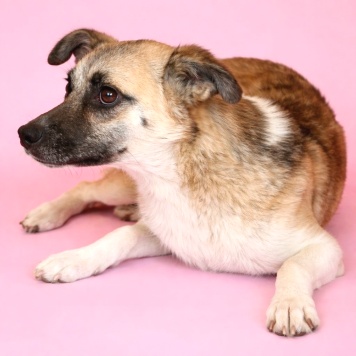 Собаки в добрые руки - Габи - 4