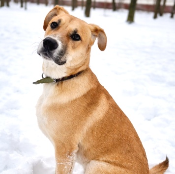 Собаки в добрые руки - Кабачок