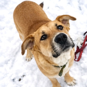 Собаки в добрые руки - Кабачок - 1