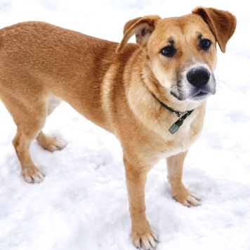 Собаки в добрые руки - Кабачок - 2