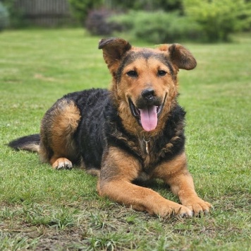 Собаки в добрые руки - Маргоша