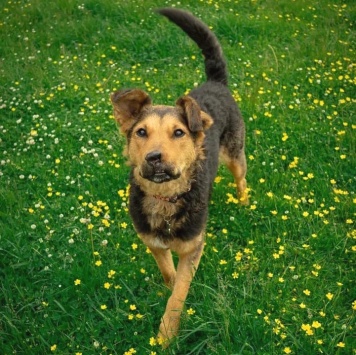 Собаки в добрые руки - Маргоша - 1