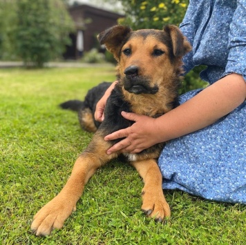 Собаки в добрые руки - Маргоша - 2