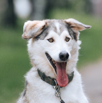Собаки в добрые руки - Ярик