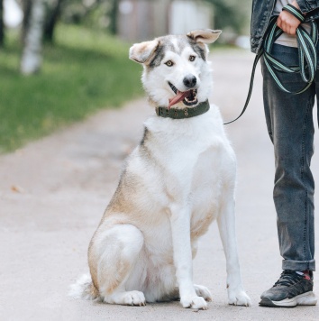 Собаки в добрые руки - Ярик - 1