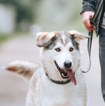 Собаки в добрые руки - Ярик - 2