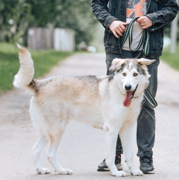 Собаки в добрые руки - Ярик - 3
